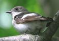 [Pied Flycatcher]