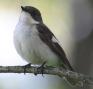 [Pied Flycatcher]