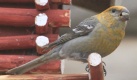 [Pine Grosbeak]