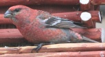 [Pine Grosbeak]