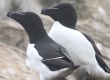 [Razorbill]