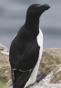 [Razorbill]