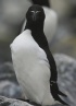 [Razorbill]