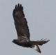 [Rough-legged Hawk]