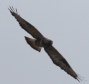 [Rough-legged Hawk]