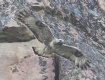 [Rough-legged Hawk]