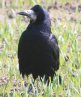 [Rook]
