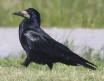 [Rook]
