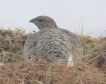 [Rock Ptarmigan]