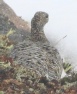 [Rock Ptarmigan]