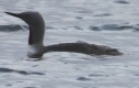 [Red-throated Loon]
