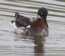 [Red-throated Phalarope]