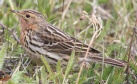 [Red-throated Pippit]