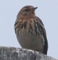 [Red-throated Pippit]