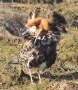 [Ruff]