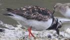 [Ruddy Turnstone]
