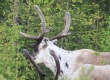 [Reindeer]