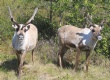 [Reindeer]