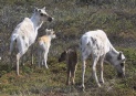 [Reindeer]