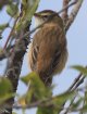 [Sedge Warbler]