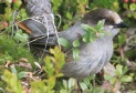 [Siberian Jay]