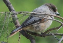 [Siberian Jay]