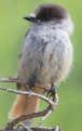 [Siberian Jay]