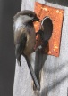 [Siberian Tit]
