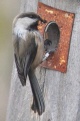 [Siberian Tit]