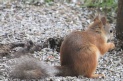[Red Squirrel]