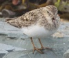[Temminck's Stint]
