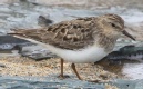 [Temminck's Stint]