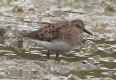 [Temminck's Stint]