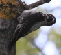 [Three-toed Woodpecker]