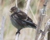 [Twite]