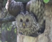 [Ural Owl]