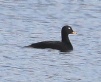 [Velvet Scoter]