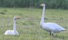 [Whooper Swan]