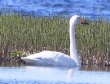 [Whooper Swan]