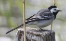 [White Wagtail]