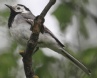[White Wagtail]