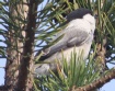 [Willow Tit]