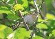 [Willow Warbler]