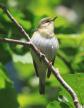 [Willow Warbler]