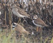 [Wood Sandpiper]