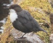 [White-throated Dipper]