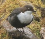 [White-throated Dipper]