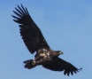 [White-tailed Eagle]