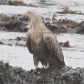 [White-tailed Eagle]
