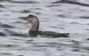 [Yellow-billed Loon]